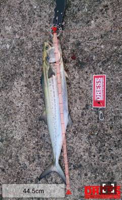 武庫川一文字でタチウオ・サゴシ　周りも含め…