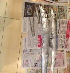 和歌山マリーナシティ　ワインドでタチウオ、引き強かったです！