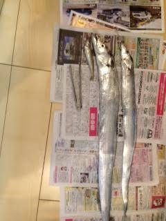 和歌山マリーナシティ　ワインドでタチウオ、…