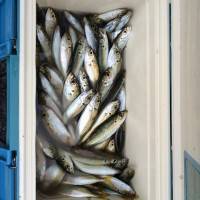 マリーナシティ海釣り公園　サビキ釣りでアジ…