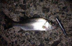 田辺・戎漁港周辺の河口でセイゴ狙い　夜明け前にはアオリイカも