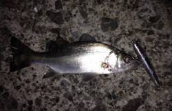 田辺・戎漁港周辺の河口でセイゴ狙い　夜明け…