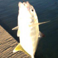 富田川河口の波止でライトゲーム　メッキのチェイス多数