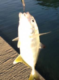 富田川河口の波止でライトゲーム　メッキのチ…