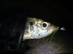 白浜周辺アジング　チャートカラーで小アジゲ…