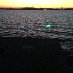 尼崎　朝一はタチウオ5回のアタリで3本、呑ませ釣りのサゴシは入れ食い