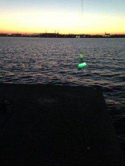 尼崎　朝一はタチウオ5回のアタリで3本、呑ませ釣りのサゴシは入れ食い