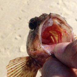 白浜でライトゲーム　ガシラやベラに加えカラフルな魚が色々釣れました