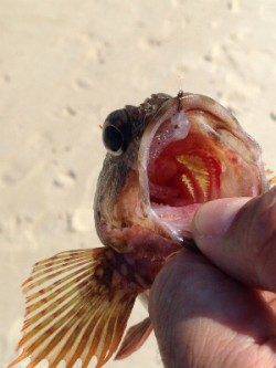 白浜でライトゲーム　ガシラやベラに加えカラフルな魚が色々釣れました