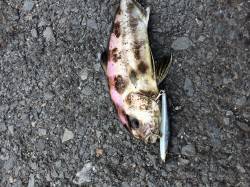 泉佐野　ショアジギングにヒットしたのはアイ…