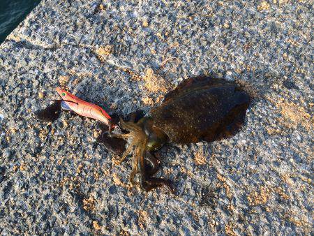 大阪方面にエギング行ってきました　ほとんど…