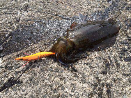 北港　エギングでアオリ　ワインド＆ジギング…