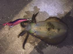 和歌山北港エギングでアオリイカ　シャロータ…