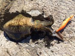 和歌山北港魚つり公園　エギングでアオリイカ…