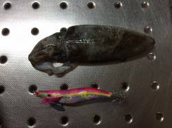 和歌山市北部、朝の短時間エギング　