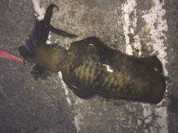 和歌山北港　風が強く４号でエギング、アオリ…