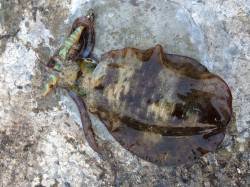 和歌山北港でデイエギング　アオリイカ新子の…