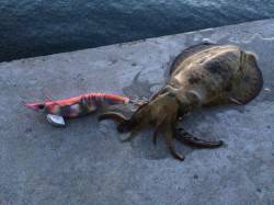 北港　夕方からのエギング釣行でアオリイカの…