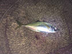 紀ノ川河口周辺　夜釣りでメバルとアジの釣果…