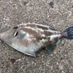 雑賀崎　何でも狙いのカゴ釣りにウマヅラハギ…