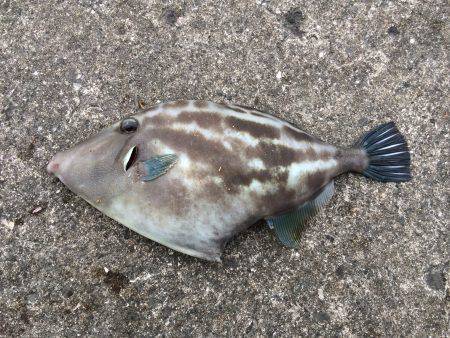 雑賀崎　何でも狙いのカゴ釣りにウマヅラハギ…