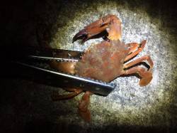 紀ノ川河口　かなり濁っており激渋　投げ釣り…