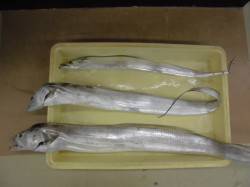 マリーナシティ大波止　ウキ釣りでタチウ狙い…