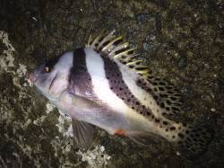 和歌山北港にて夜釣り　かなり強烈な走りはな…