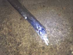 紀ノ川河口周辺でジグサビキ＆ウキ釣り　メバ…