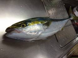 最近ノマセ釣果聞くので久しぶりに出撃！　和…