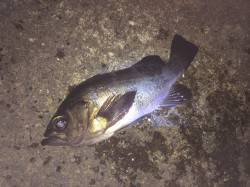 紀ノ川河口　夜釣りでのフカセ釣りでメバル