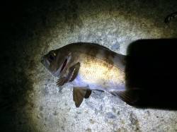紀ノ川河口　夜釣りのジグサビキでメバル、良…
