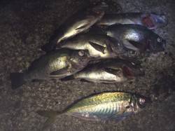 紀ノ川河口周辺　夜釣りでメバルとアジの釣果