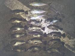 紀ノ川河口で夜釣り　ウキでメバル好調　ジグ…