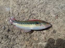 淡路島・洲本川へ　本命シーバス釣れず、ちょ…