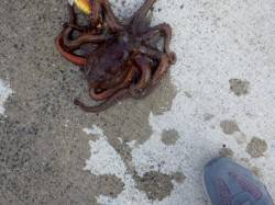 泉佐野、ルアーでタコ釣り★サイズは良くなっ…