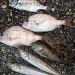 本荘人工島　投げ釣りでキス・チャリコなど夜明け前の入れ食いに満足