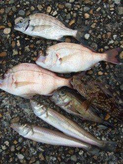 本荘人工島　投げ釣りでキス・チャリコなど夜明け前の入れ食いに満足