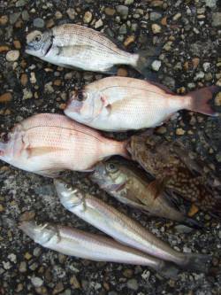 本荘人工島　投げ釣りでキス・チャリコなど夜…