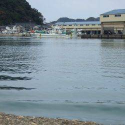 香住東港　投げサビキでアジ最大24cm、豆アジは大量にいました