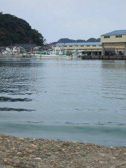 香住東港　投げサビキでアジ最大24cm、豆アジは大量にいました