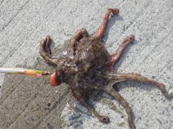 泉佐野　潮のよく澄むこれからの季節はサイト…