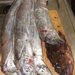 妻鹿（白浜）漁港　サンマのウキ釣りでタチウオ・ガシラ