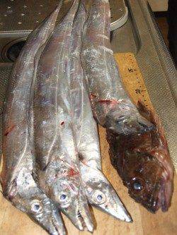 妻鹿（白浜）漁港　サンマのウキ釣りでタチウオ・ガシラ