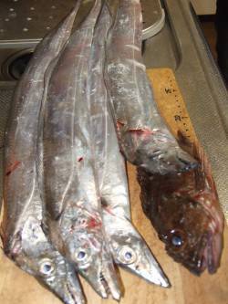 妻鹿（白浜）漁港　サンマのウキ釣りでタチウ…