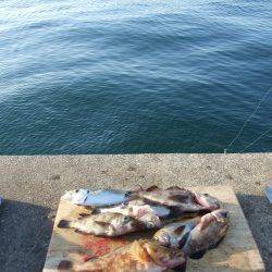 兵庫突堤　ウキ釣りでメバル・ガシラ