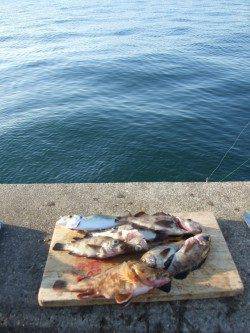 兵庫突堤　ウキ釣りでメバル・ガシラ