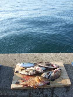 兵庫突堤　ウキ釣りでメバル・ガシラ