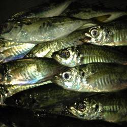 淡路島・斗の内でアジング　短くなった時合に…