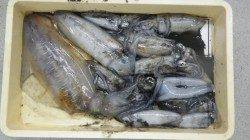 椿でのヤエン釣りにてアオリイカ2.1kgまでを11パイ！！